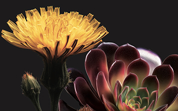 Aletheia más acá del espejo: Una reseña de la novela ‘Apartamentos Géminis’, de Julio Hardisson